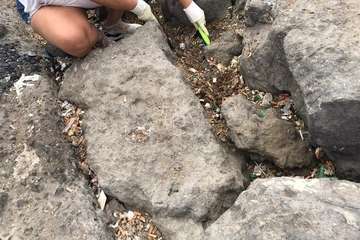 Limpieza de la escollera sur del muelle de Taliarte (Foto Pedro Martel/Wendy Cruz)